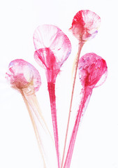 Art Abstract Flowers .Hand watercolor painting on paper.