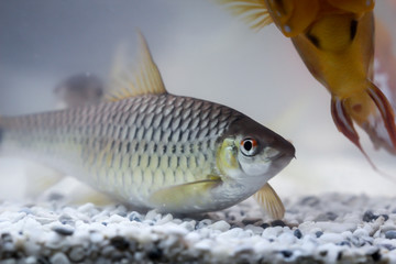 ein großer Netzpinselalgenfresser, ein Algenfressender Fisch im Aqaurium