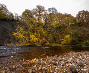 Autumn foliage colours of trees in an English forest