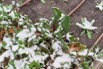 Top view Swiss chard in raised bed garden with irrigation system in freezing frosty near Dallas, Texas