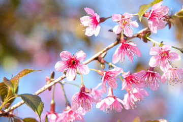 Fototapeta na wymiar Soft focus Cherry blossoms, Pink flowers background.