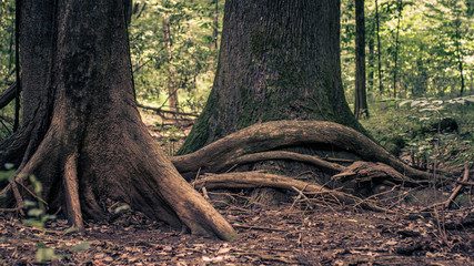 Big tree growing iun deep forest