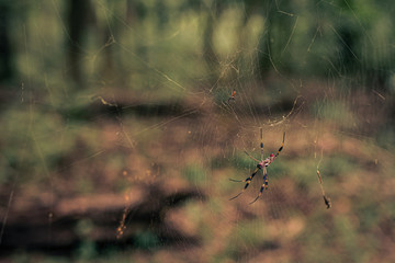 Spiden on his net waiting for fly and food
