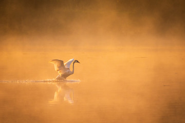A swan taking off from a lake on a misty morning lit gold by the rising sun