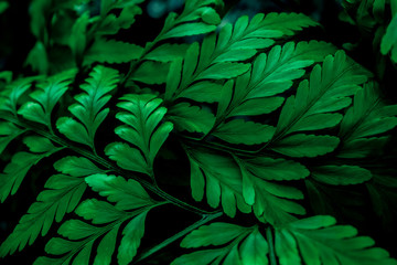 Naklejka na ściany i meble close up tropical leaves,(Fern leaves) green foliage in jungle, nature background