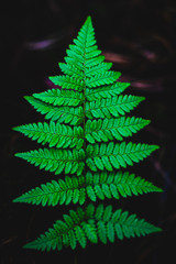 Fern © Krzysztof