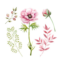 Set of decorative illustrations of flowers and plants on a white background. pink flowers anemones and plants berries and buds, watercolor illustration
