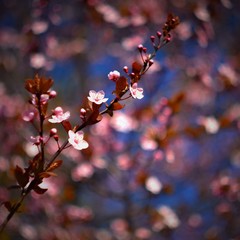 Spring background. Beautiful colorful blooming spring tree. Japanese cherry - Sakura. Nature background. Photo of an old manual lens.