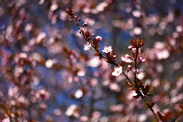 Spring background. Beautiful colorful blooming spring tree. Japanese cherry - Sakura. Nature background. Photo of an old manual lens.