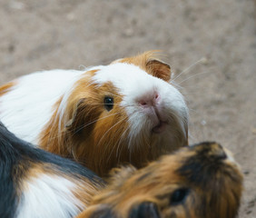 Portrait of a curious guinea pig in summer day. Yellow, white and brown colored animal lookng at...