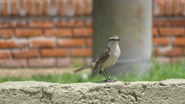 pajaro solitario