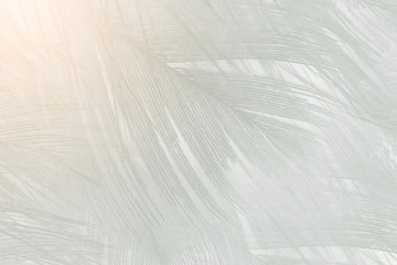 Beautiful white feather pattern texture background with Orange light