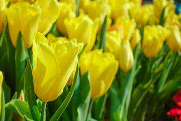 Tulip flowers in summer at garden