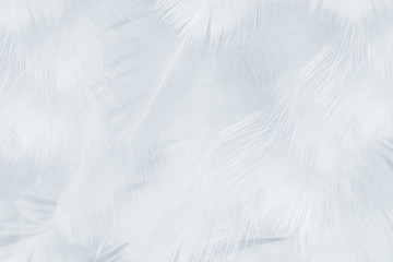 Beautiful white baby blue colors tone feather pattern texture cool background for decorative design wallpaper and other