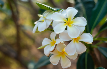 Fototapeta na wymiar Plumeria, Frangipani, Temple Treee, white flowers bloom on the trees in the garden.