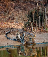Leopard in Nagzira National Parl