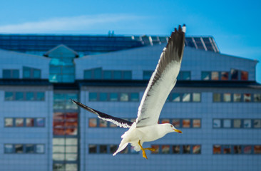 Fototapeta na wymiar White sea gull in the background of a skyscraper.