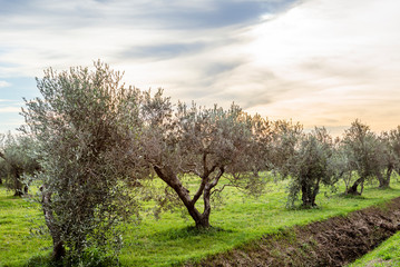 A plantation of olive trees in Tuscany during winter