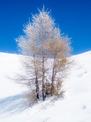 Snow and ice covered trees in a sunny morning in the Alps