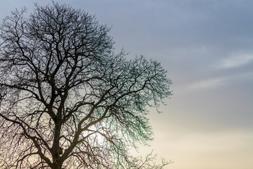 Kahler Baum an einem Wintermorgen