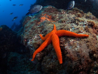 Natural underwater scene with a red starfish on the frontward.