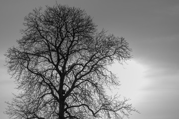 Kahler Baum an einem Wintermorgen