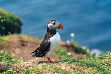Washable wall murals Puffin Atlantic puffin walking on grass on Lunga Island, Treshnish Isles, Outer Hebrides, Scotland