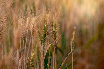 Wheat crop field. Ears of golden wheat close up. Ripening ears of wheat field background. Rich harvest Concept.
