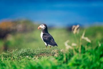 Atlantic puffin walking on grass on Lunga Island, Treshnish Isles, Outer Hebrides, Scotland