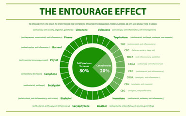 The Entourage Effect Proportion horizontal infographic illustration about cannabis as herbal alternative medicine and chemical therapy, healthcare and medical science vector.