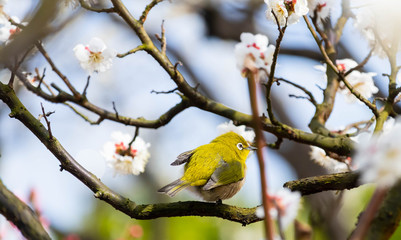 梅の花とメジロ。日本の春の情景