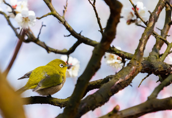 梅の花とメジロ。日本の春の情景