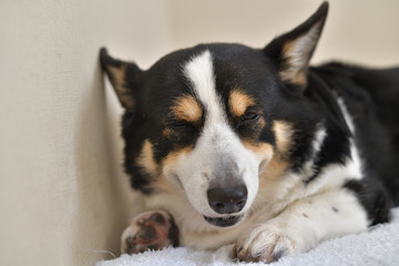 No.215撮影者の飼い犬の黒コーギーベットの上で目つむり笑顔