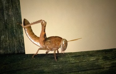 grasshopper