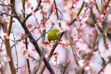 梅の花とメジロ。日本の春の情景