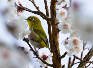 梅の花とメジロ。日本の春の情景