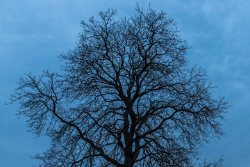 Kahler Baum an einem Wintermorgen
