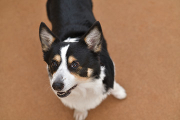 No.222撮影者の飼い犬の黒コーギー