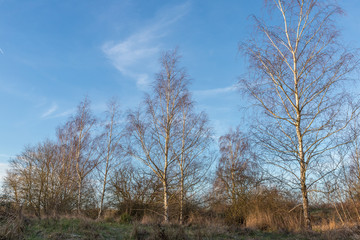 Birken im Sonnenaufgang 
