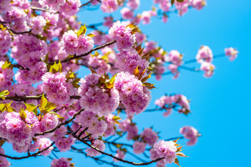 Beautiful garden flowers. Blossom tree sakura over blue sky background.