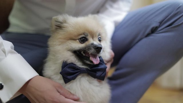 Dog breed of spitz with bow tie on neck looks at the camera and show his tongue