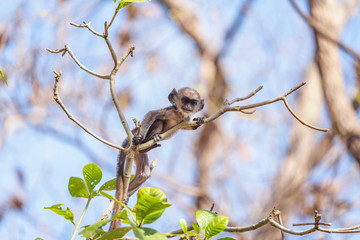 Curious baby monkey hanuman langur peering down from a branch on a tree in Satpura National Park, Madhya Pradesh, India