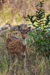 Chital or Spotted Deer standing alert in Satpura Tiger Reserve, Madhya Pradesh, India