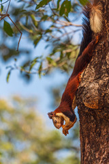 Profile of Malabar Giant Squirrel on Tree Trunk holding food
