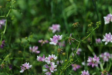 Blurred natural background. Tender pink wildflowers on a green meadow background. Beautiful green backdrop with pink flowers. Horizontal, close-up, free space, blur. Concept of natural beauty.