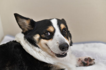 No.236撮影者の飼い犬の黒コーギー