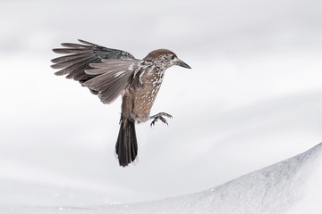 The spotted nutcracker lands on snow (Nucifraga caryocatactes)