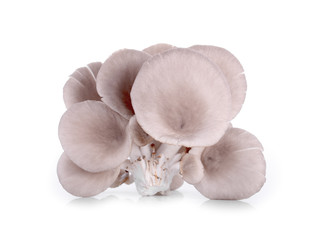 mushroom isolated on white background