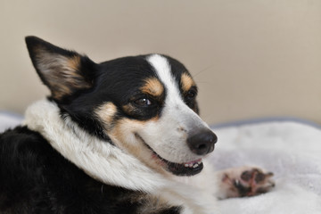 No.239撮影者の飼い犬の黒コーギー