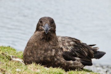 Skua Vogel Antarktis - Südgeorgien